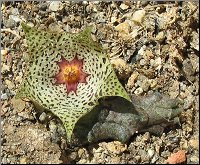 Huernia kenneydiana x Stapelianthus arenarius